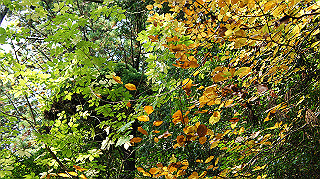 dsc00072_thumb.jpg