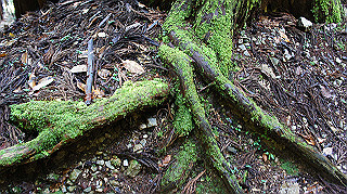 dsc00075_thumb.jpg
