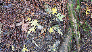dsc00094_thumb.jpg
