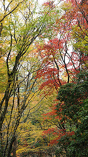 dsc00098_thumb.jpg