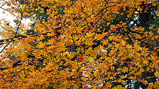 dsc00106_thumb.jpg