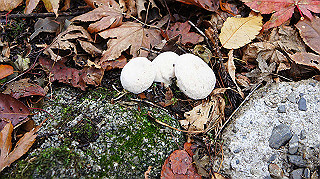 dsc00109_thumb.jpg