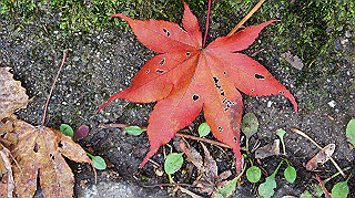 dsc00111_thumb.jpg