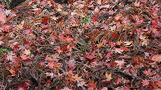 dsc00132_thumb.jpg