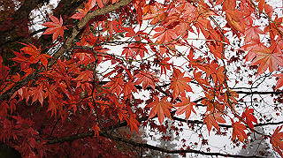dsc00149_thumb.jpg