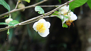 dsc00169_thumb.jpg