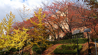 dsc_0907_thumb.jpg