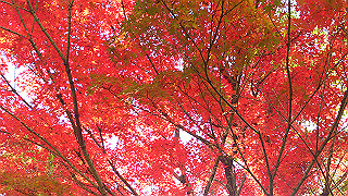 dsc_0928_thumb.jpg
