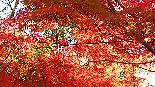 dsc_0929_thumb.jpg