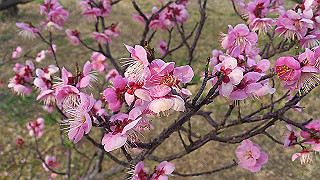 dsc_1074_thumb.jpg