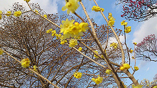dsc_1077_thumb.jpg
