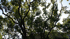 dsc00077_thumb.jpg