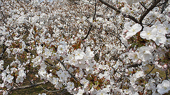 dsc00115_thumb.jpg
