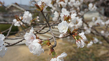 dsc00143_thumb.jpg