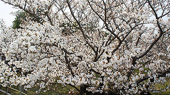 dsc00163_thumb.jpg
