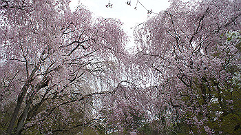 dsc00243_thumb.jpg