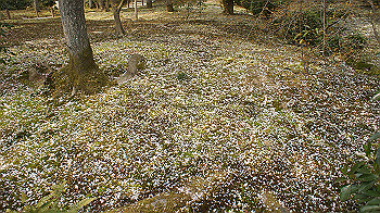 dsc00247_thumb.jpg