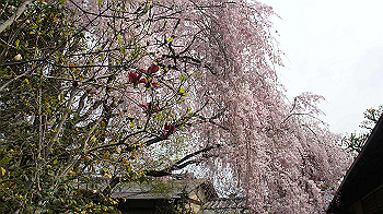 dsc00288_thumb.jpg