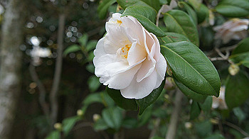 dsc00300_thumb.jpg