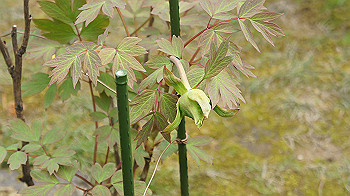 dsc00311_thumb.jpg