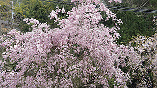 dsc00041_thumb.jpg