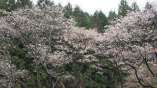 dsc00042_thumb.jpg