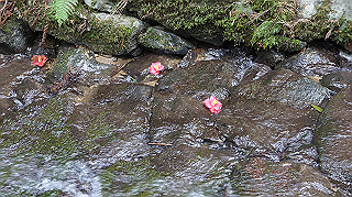 dsc00064_thumb.jpg
