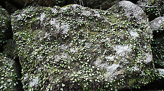 dsc00066_thumb.jpg