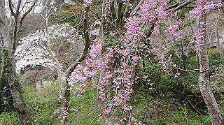 dsc00087_thumb.jpg
