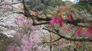 dsc00091_thumb.jpg