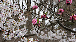 dsc00093_thumb.jpg