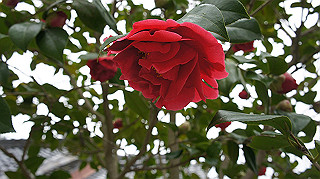 dsc00170_thumb.jpg