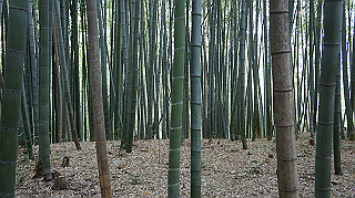 dsc00184_thumb.jpg