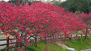 dsc00205_thumb.jpg