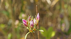 dsc00028_thumb.jpg