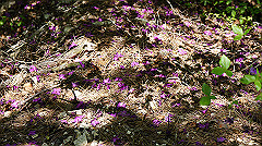 dsc00053_thumb.jpg