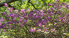 dsc00054_thumb.jpg