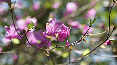 dsc00055_thumb.jpg