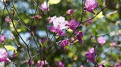 dsc00056_thumb.jpg