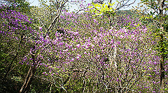 dsc00063_thumb.jpg