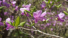 dsc00064_thumb.jpg