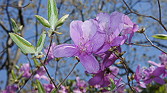 dsc00065_thumb.jpg
