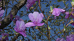dsc00066_thumb.jpg