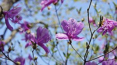 dsc00068_thumb.jpg