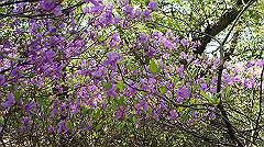 dsc00076_thumb.jpg