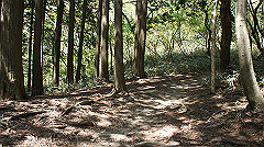 dsc00137_thumb.jpg