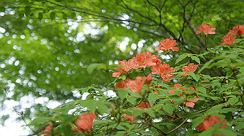 dsc00062_thumb.jpg