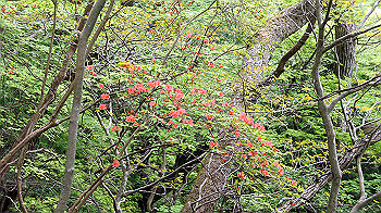 dsc00064_thumb.jpg