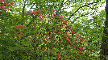 dsc00065_thumb.jpg
