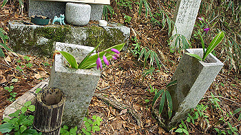 dsc00082_thumb.jpg